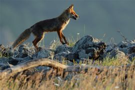 Browse a selection of red fox hunting trips in Bulgaria. Direct offers from outfitters in predator hunting area АЕЦ Козлодуй 3321 on bghunters.com & Bulgaria Hunting Trips, Площадка АЕЦ, АЕЦ, Козлодуй, община Козлодуй, област Враца, п.к.3321.