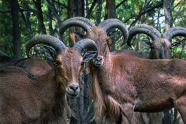 Browse a selection of Barbary sheep hunting in Bulgaria. Direct offers from outfitters in Hunting area Абдовица София 1528 on bghunters.com & Bulgaria Hunting Trips, номер 131, кв Абдовица, София, район Искър, Столична община, София град, п.к.1528.