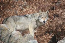 Browse a selection of wolf hunting trips in Bulgaria. Direct offers from outfitters in predator hunting area Абдовица София 1528 on bghunters.com & Bulgaria Hunting Trips, номер 131, кв Абдовица, София, район Искър, Столична община, София град, п.к.1528.