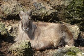 Browse a selection of Himalayan tahr hunting in Bulgaria. Direct offers from outfitters in Hunting area Абланица 2932 on bghunters.com & Bulgaria Hunting Trips, Абланица, община Хаджидимово, област Благоевград, п.к.2932.