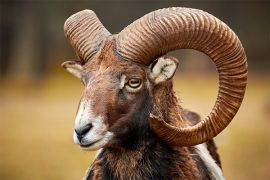 Browse a selection of Mouflon hunting in Bulgaria. Direct offers from outfitters in Hunting area Абланица 2932 on bghunters.com & Bulgaria Hunting Trips, Абланица, община Хаджидимово, област Благоевград, п.к.2932.