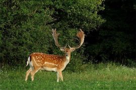Browse a selection of Fallow deer hunting in Bulgaria. Direct offers from outfitters in Hunting area Айтос център 8500 on bghunters.com & Bulgaria Hunting Trips, Айтос, община Айтос, област Бургас, п.к.8500.