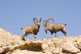 Browse a selection of Bezoar ibex hunting in Bulgaria. Direct offers from outfitters in Hunting area Антон on bghunters.com & Bulgaria Hunting Trips, 40 Lomsko Shose Street, Nadezhda 2, Sofia, Bulgaria, postcode 1220.