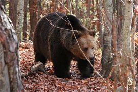 Browse a selection of Hunting trips in Bulgaria. Direct offers from outfitters in Hunting area Сениче Враца 3005 on bghunters.com & Bulgaria Hunting Trips, улица Йордан Родичков 1, жк Сениче, Враца, община Враца, област Враца, п.к.3005.