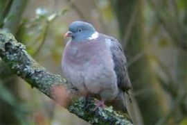 Browse a selection of wood pigeon hunting trips in Bulgaria. Direct offers from outfitters in Hunting area Ален мак 9000 on bghunters.com & Bulgaria Hunting Trips, Ален мак, община Варна, област Варна, п.к.9000.