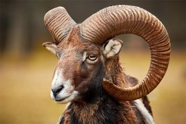 Browse a selection of Mouflon hunting in Bulgaria. Direct offers from outfitters in Hunting area Омарчево 9949 on bghunters.com & Bulgaria Hunting Trips, Омарчево, община Каолиново, област Шумен, п.к.9949.