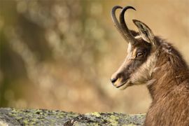 Browse a selection of Chamois hunting in Bulgaria. Direct offers from outfitters in Hunting area Сапарева баня on bghunters.com & Bulgaria Hunting Trips, 40 Lomsko Shose Street, Nadezhda 2, Sofia, Bulgaria, postcode 1220.