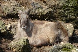 Browse a selection of Himalayan tahr hunting in Bulgaria. Direct offers from outfitters in Hunting area Сапарева баня on bghunters.com & Bulgaria Hunting Trips, 40 Lomsko Shose Street, Nadezhda 2, Sofia, Bulgaria, postcode 1220.