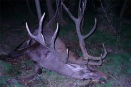 Browse a selection of Red deer hunting in Bulgaria. Direct offers from outfitters in Hunting area Септември 4490 on bghunters.com & Bulgaria Hunting Trips, улица Александър Стамболийски 37, Септември, община Септември, област Пазарджик, п.к.4490.