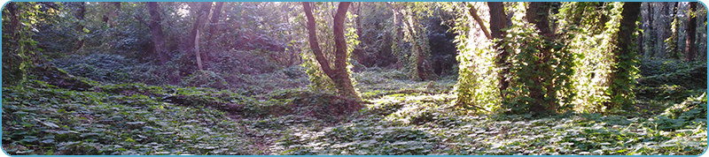 Browse a selection of Red deer hunting in Bulgaria. Direct offers from outfitters in Hunting area Белослав on bghunters.com & Bulgaria Hunting Trips, 40 Lomsko Shose Street, Nadezhda 2, Sofia, Bulgaria, postcode 1220.