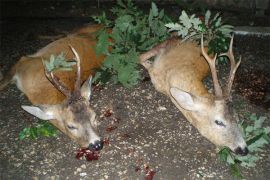 Browse a selection of Roe deer hunting in Bulgaria. Direct offers from outfitters in Hunting area misarya sozopol 8130 on bghunters.com & Bulgaria Hunting Trips, 40 Lomsko Shose Street, Nadezhda 2, Sofia, Bulgaria, postcode 1220.