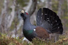 Browse a selection of Wood grouse hunting in Bulgaria. Direct offers from outfitters in Hunting area misarya sozopol 8130 on bghunters.com & Bulgaria Hunting Trips, 40 Lomsko Shose Street, Nadezhda 2, Sofia, Bulgaria, postcode 1220.