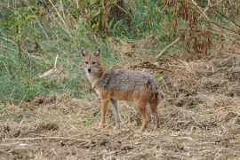 Browse a selection of golden jackal hunting trips in Bulgaria. Direct offers from outfitters in predator hunting area misarya sozopol 8130 on bghunters.com & Bulgaria Hunting Trips, 40 Lomsko Shose Street, Nadezhda 2, Sofia, Bulgaria, postcode 1220.