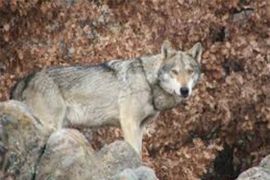 Browse a selection of wolf hunting trips in Bulgaria. Direct offers from outfitters in predator hunting area misarya sozopol 8130 on bghunters.com & Bulgaria Hunting Trips, 40 Lomsko Shose Street, Nadezhda 2, Sofia, Bulgaria, postcode 1220.